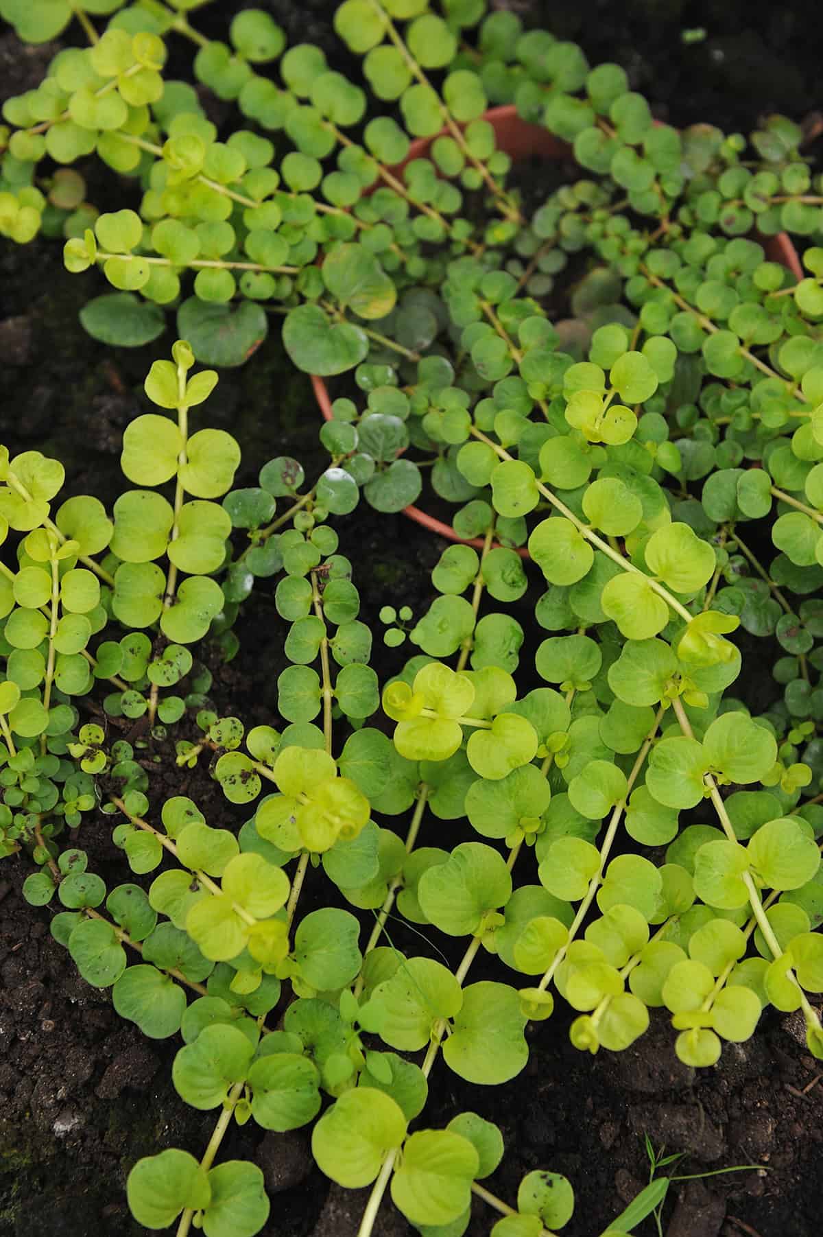 Creeping Jenny (Lysimachia nummularia)