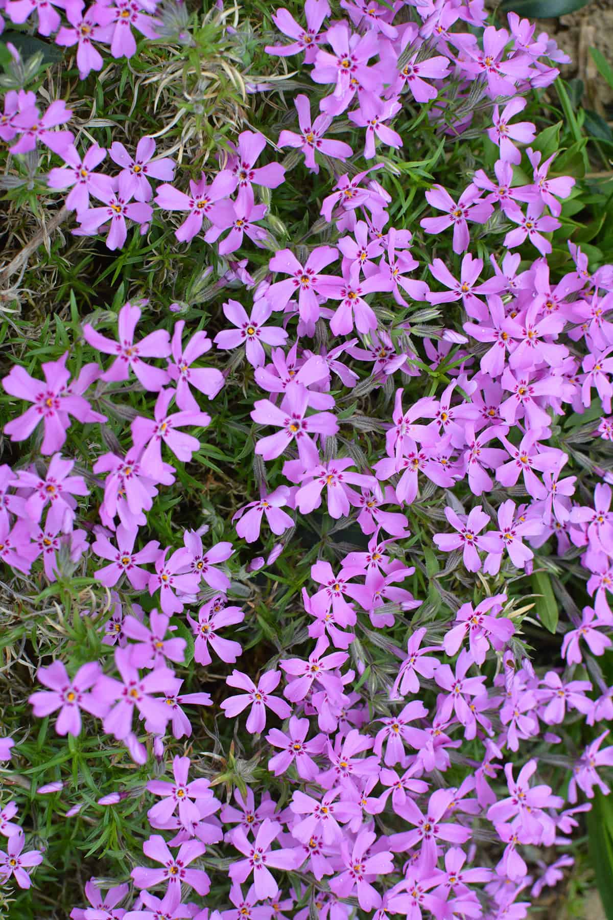Creeping Phlox (Phlox stolonifera)