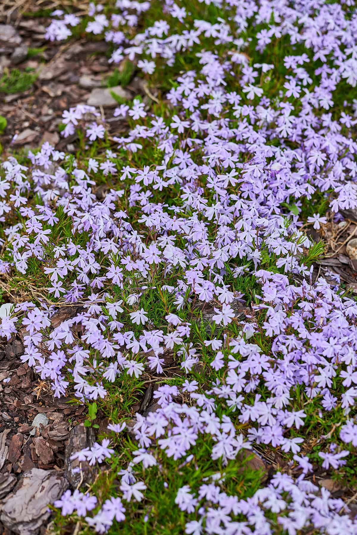 Creeping Phlox (Phlox subulata)