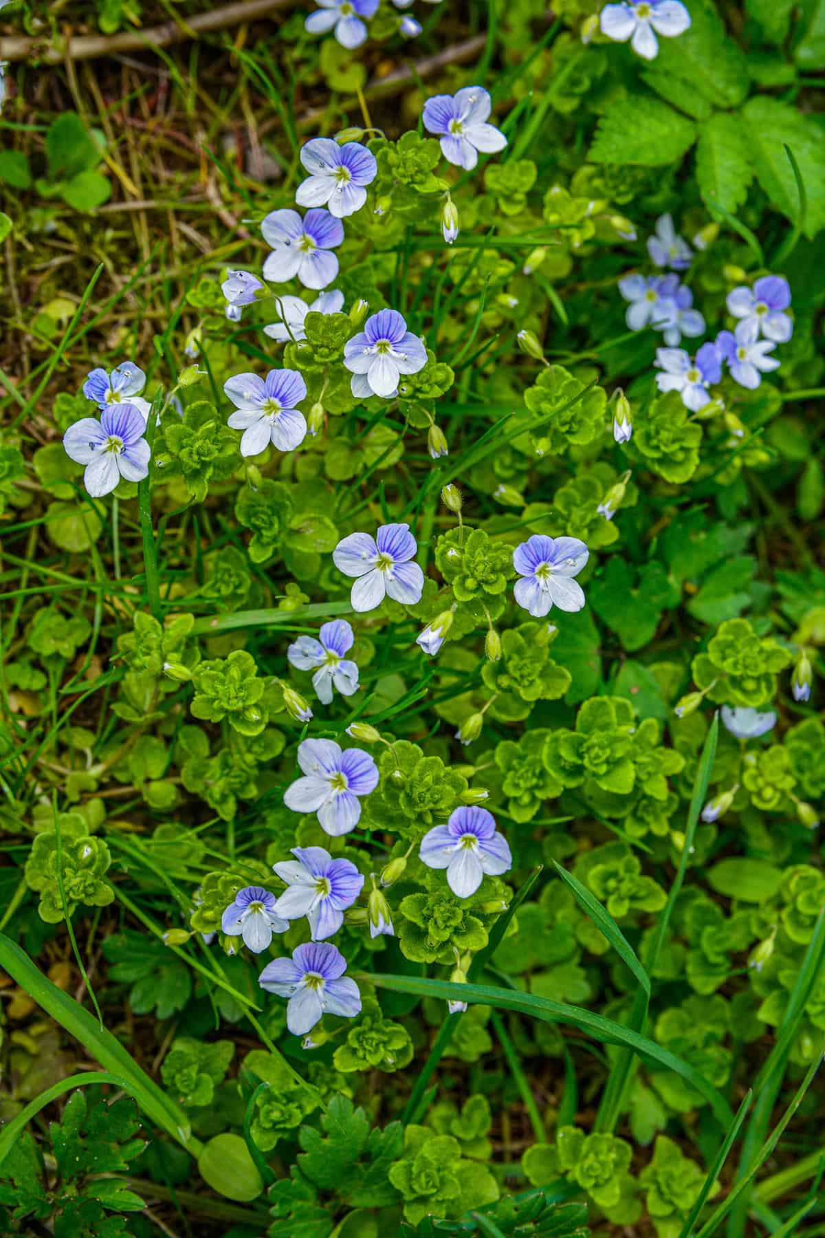 Creeping Speedwell (Veronica repens)