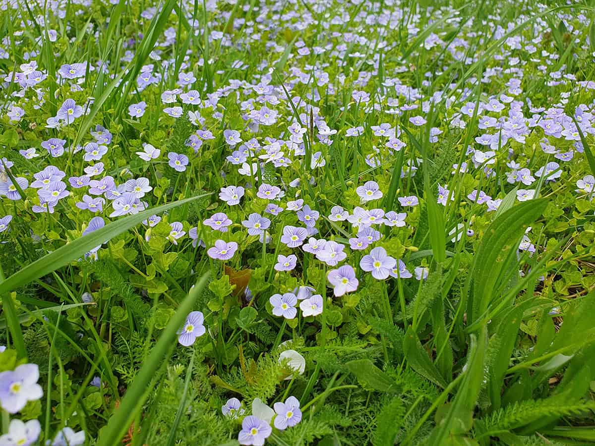 Creeping Speedwell