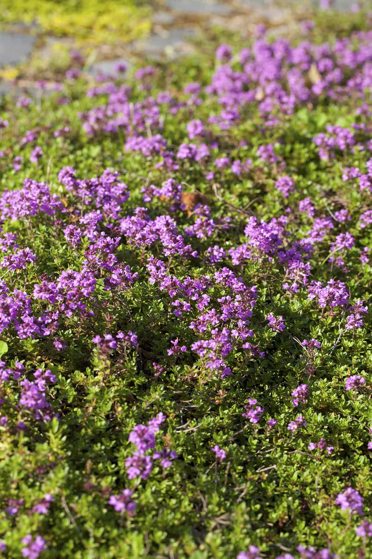 Creeping Thyme (Thymus serpyllum)
