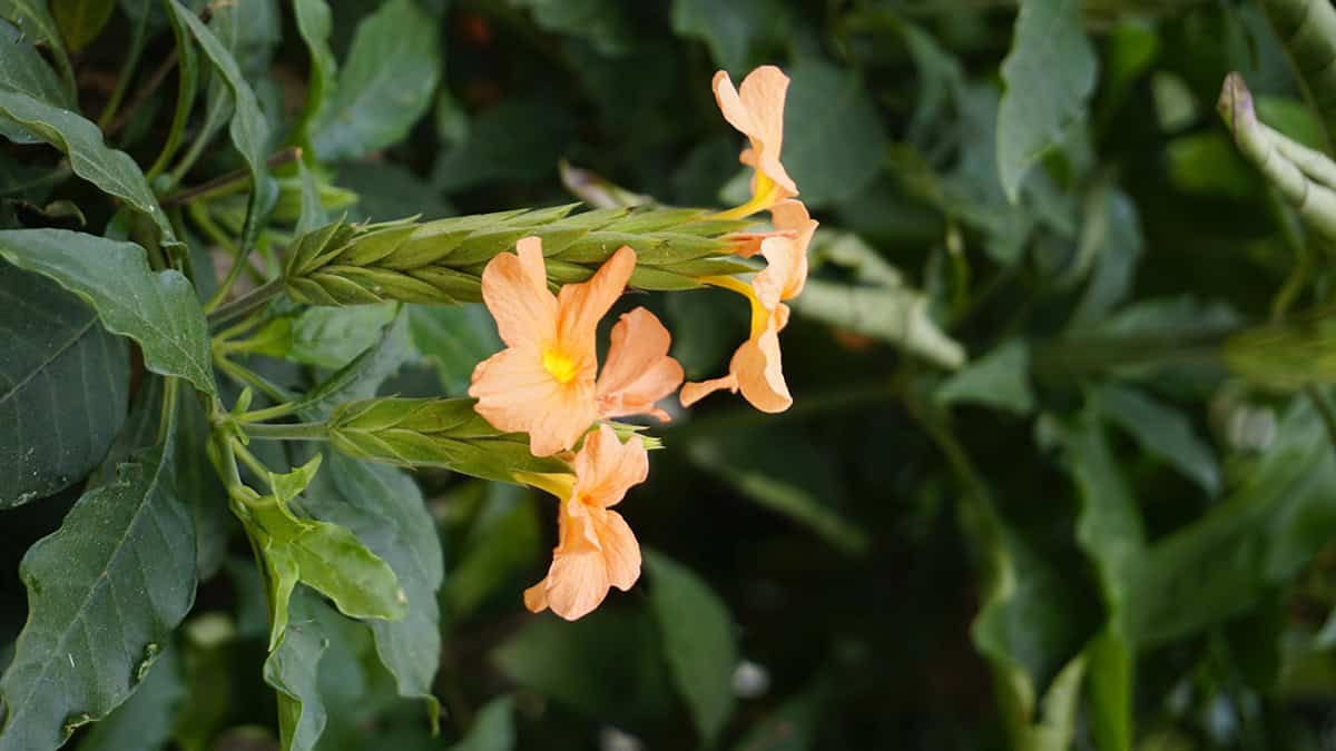 Crossandra