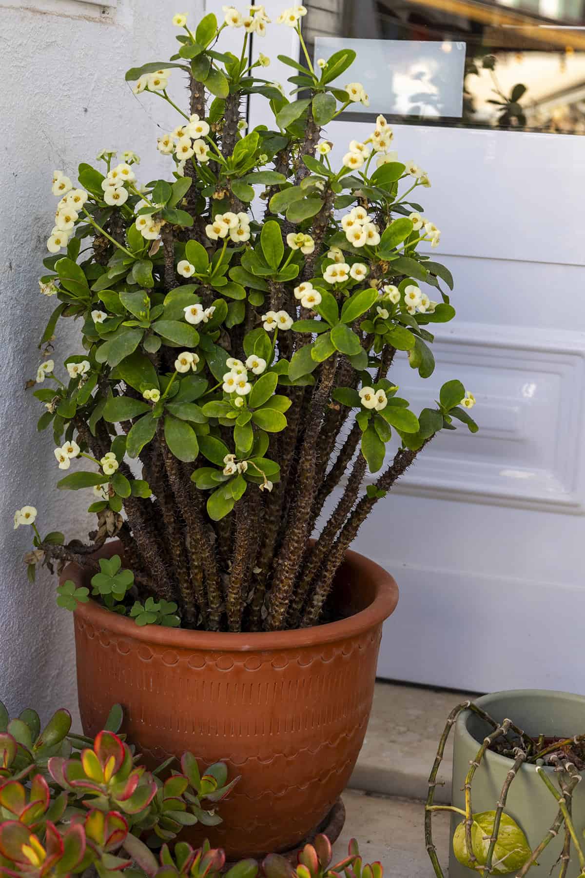 Crown Of Thorns (Euphorbia Milii)