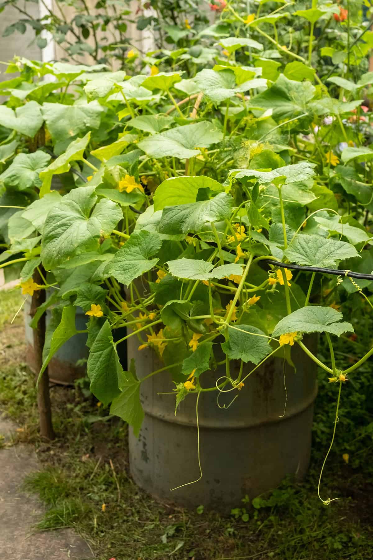 Cucumbers (Bush or Compact Varieties)