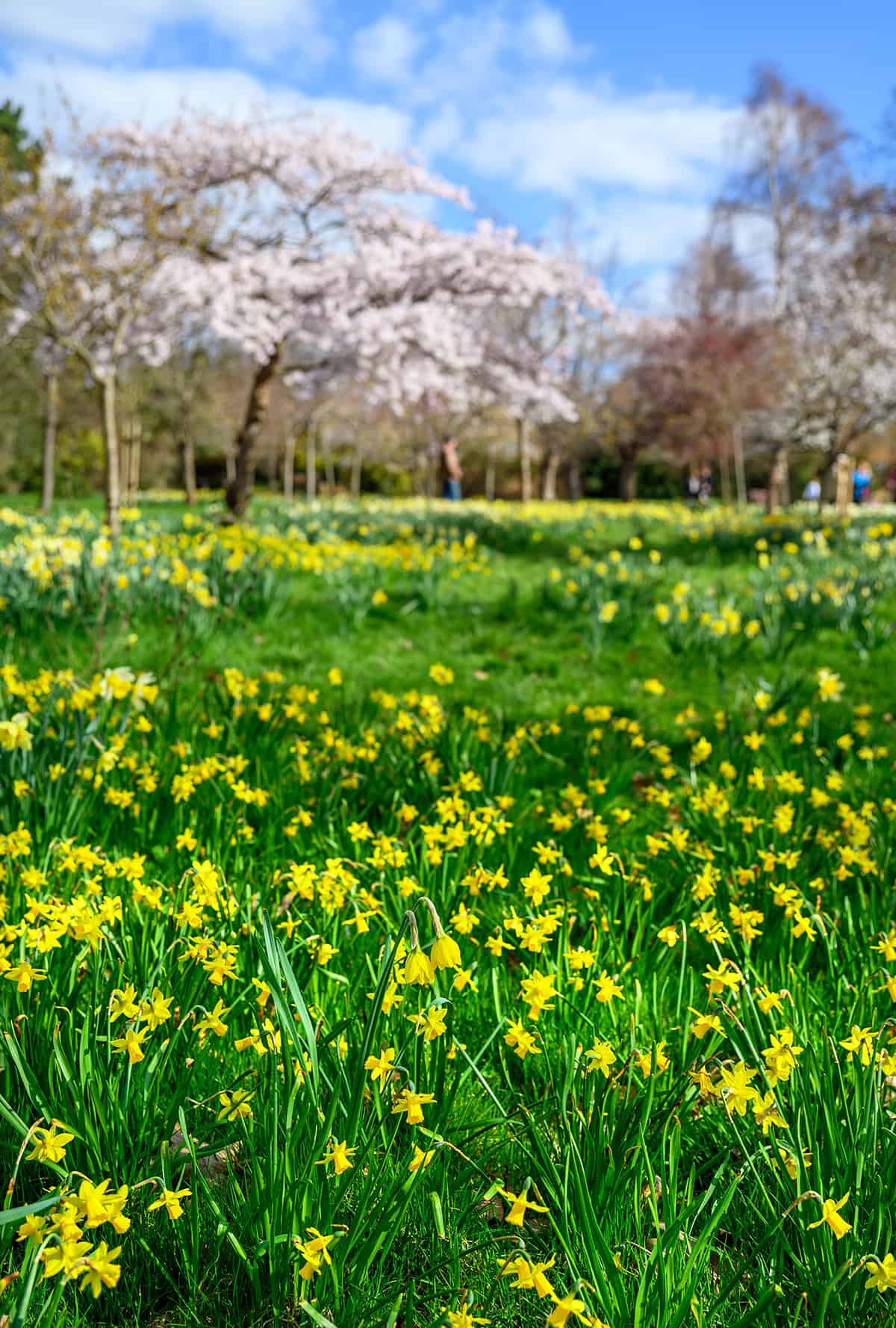 Daffodils