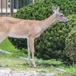 Deer Resistant Plants