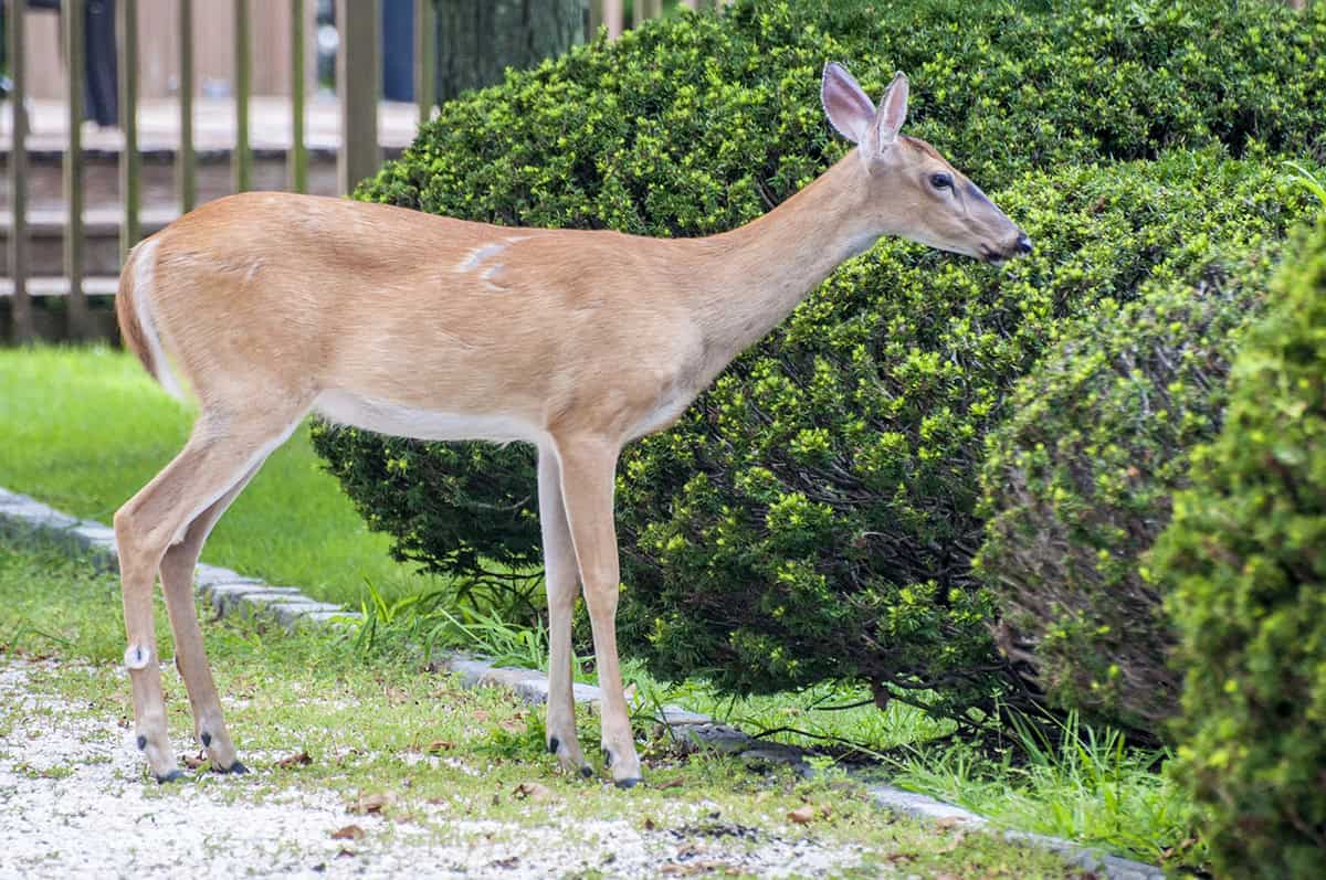 Deer Resistant Plants