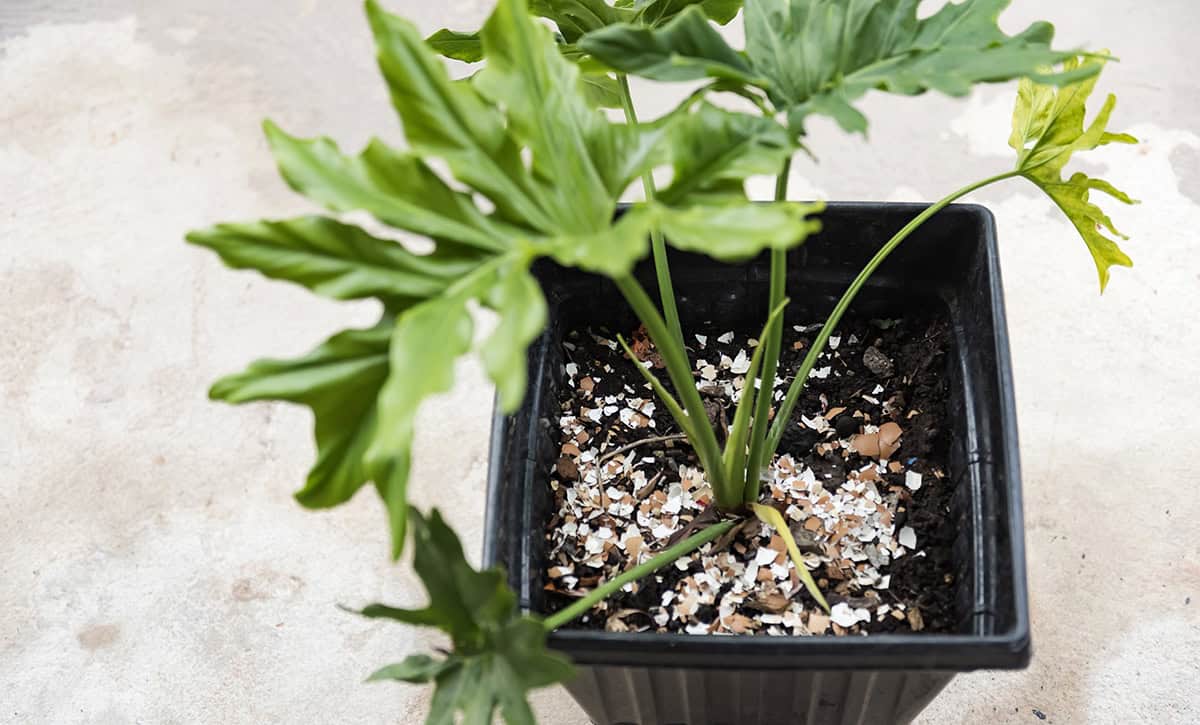 Do Houseplants Actually Benefit From Eggshells_