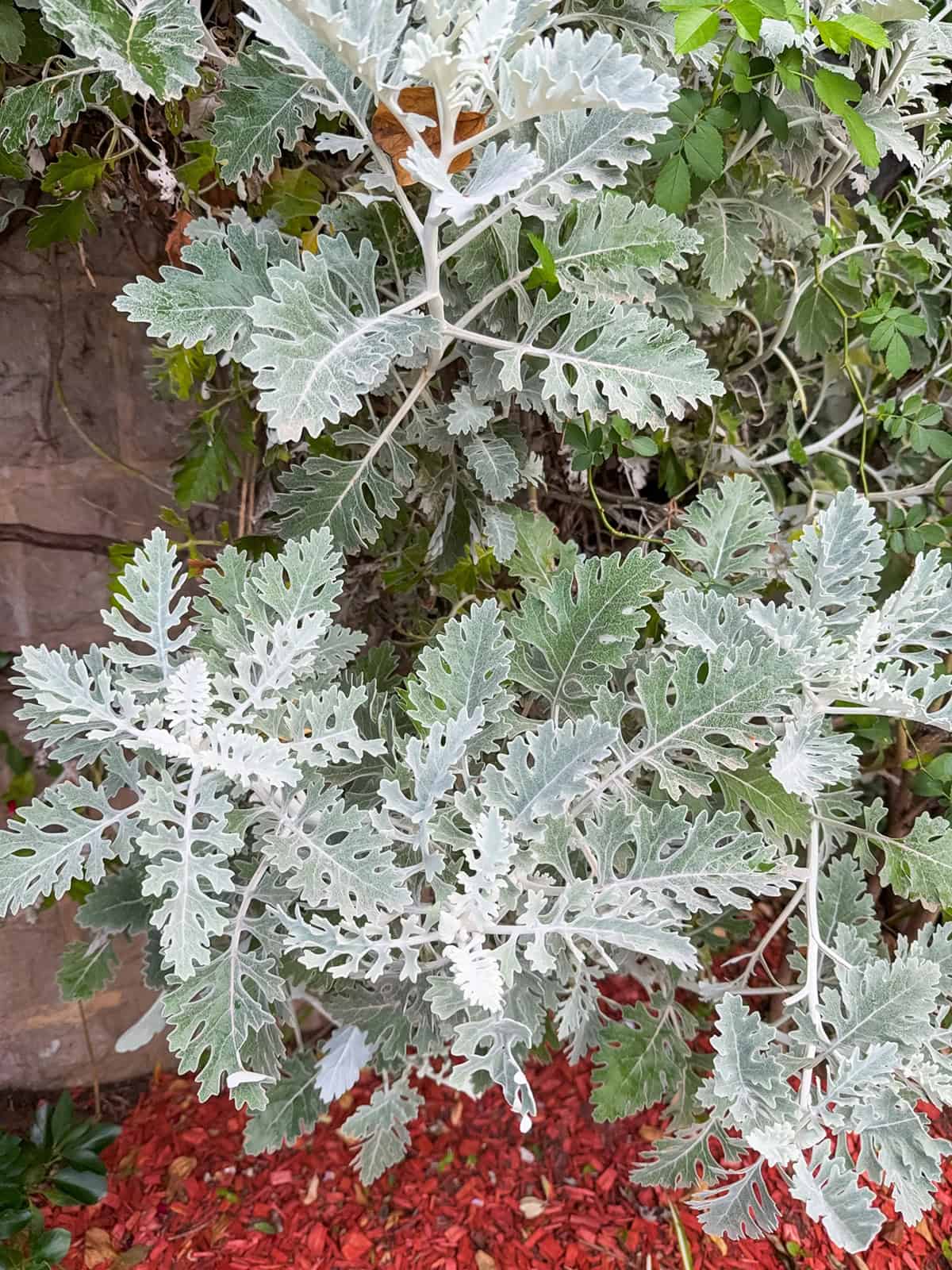 Dusty Miller