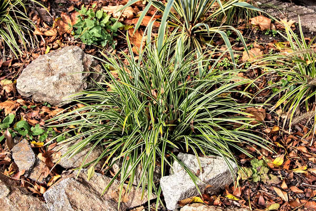 Dwarf Mondo Grass (Dwarf lilyturf)