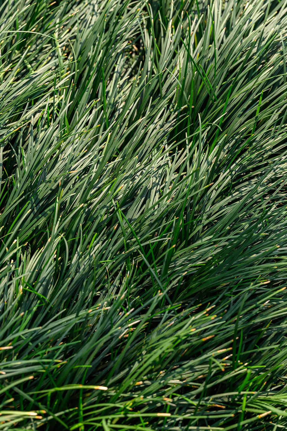 Dwarf Mondo Grass (Ophiopogon japonicus)