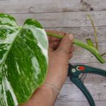 Easy Houseplants You Can Propagate From Cuttings