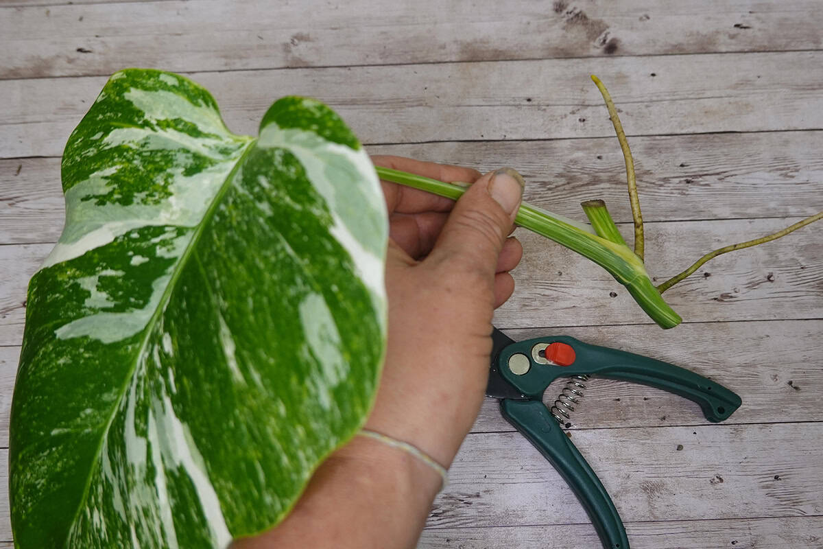 Easy Houseplants You Can Propagate From Cuttings