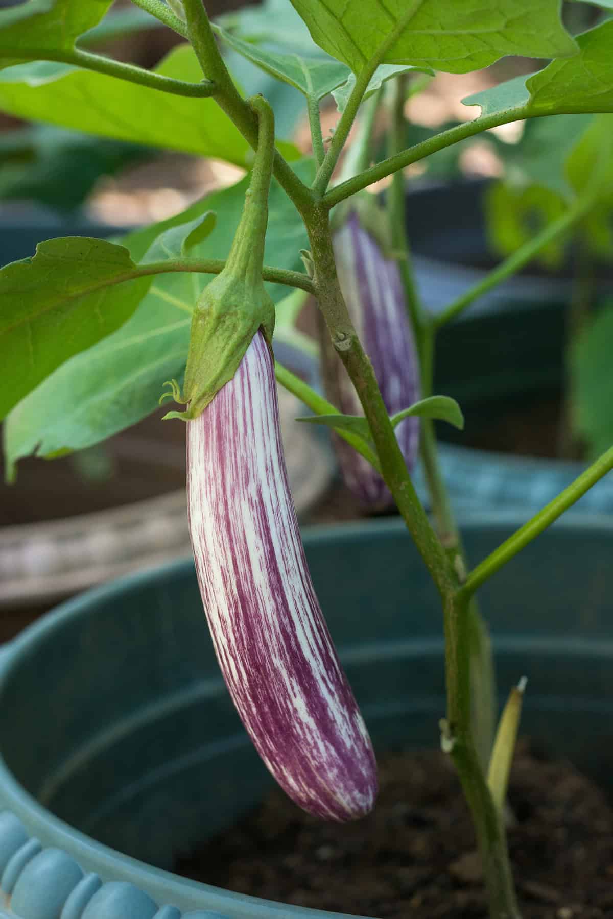 Eggplant