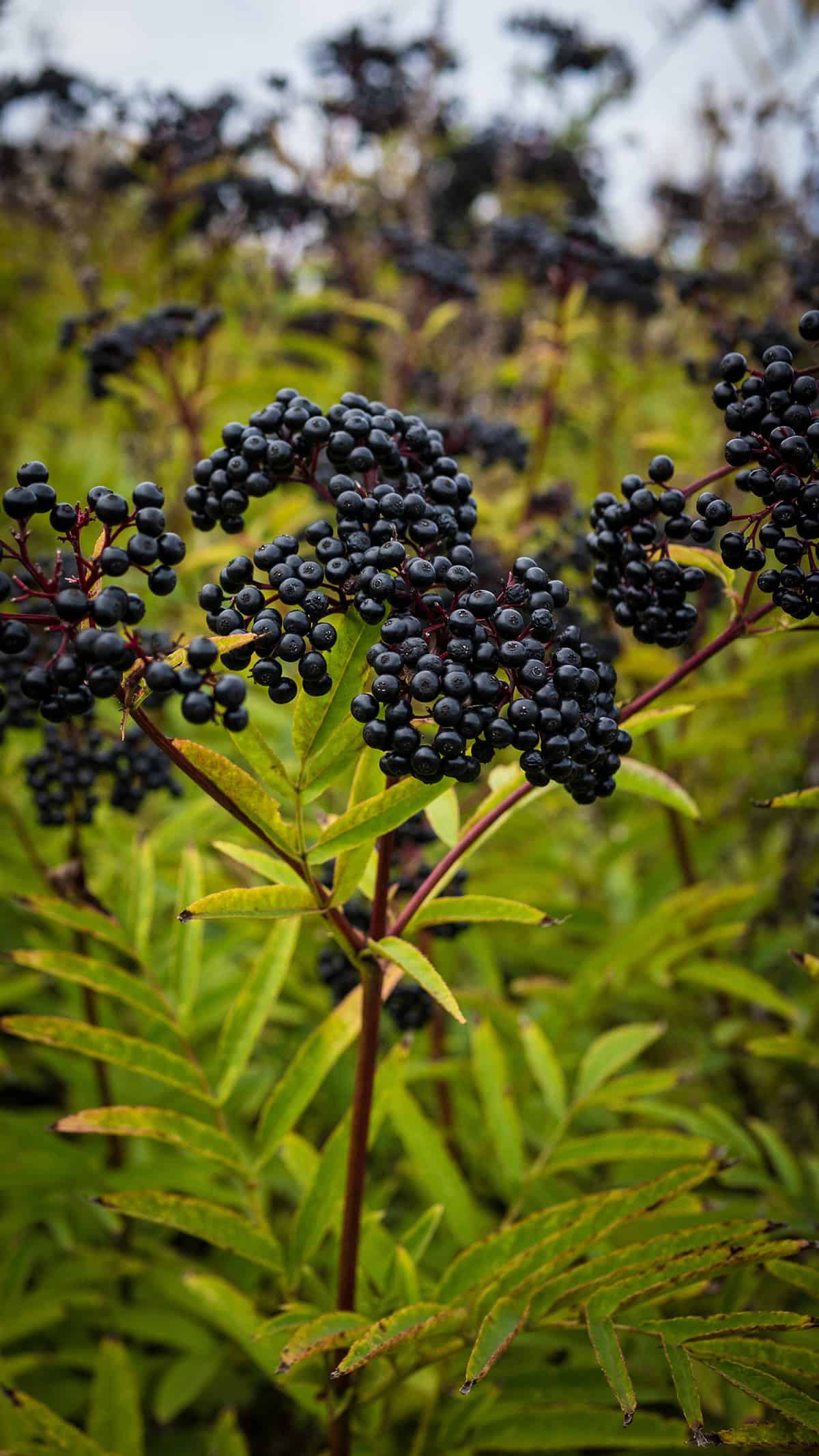Elderberries (Sambucus canadensis, Sambucus nigra)