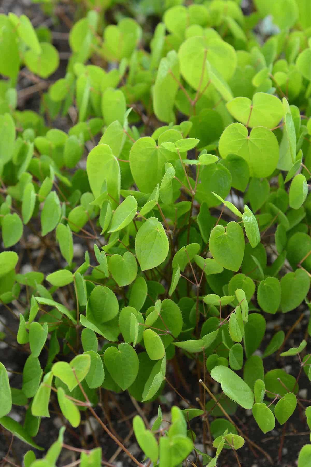 Epimedium (Barrenwort)_1