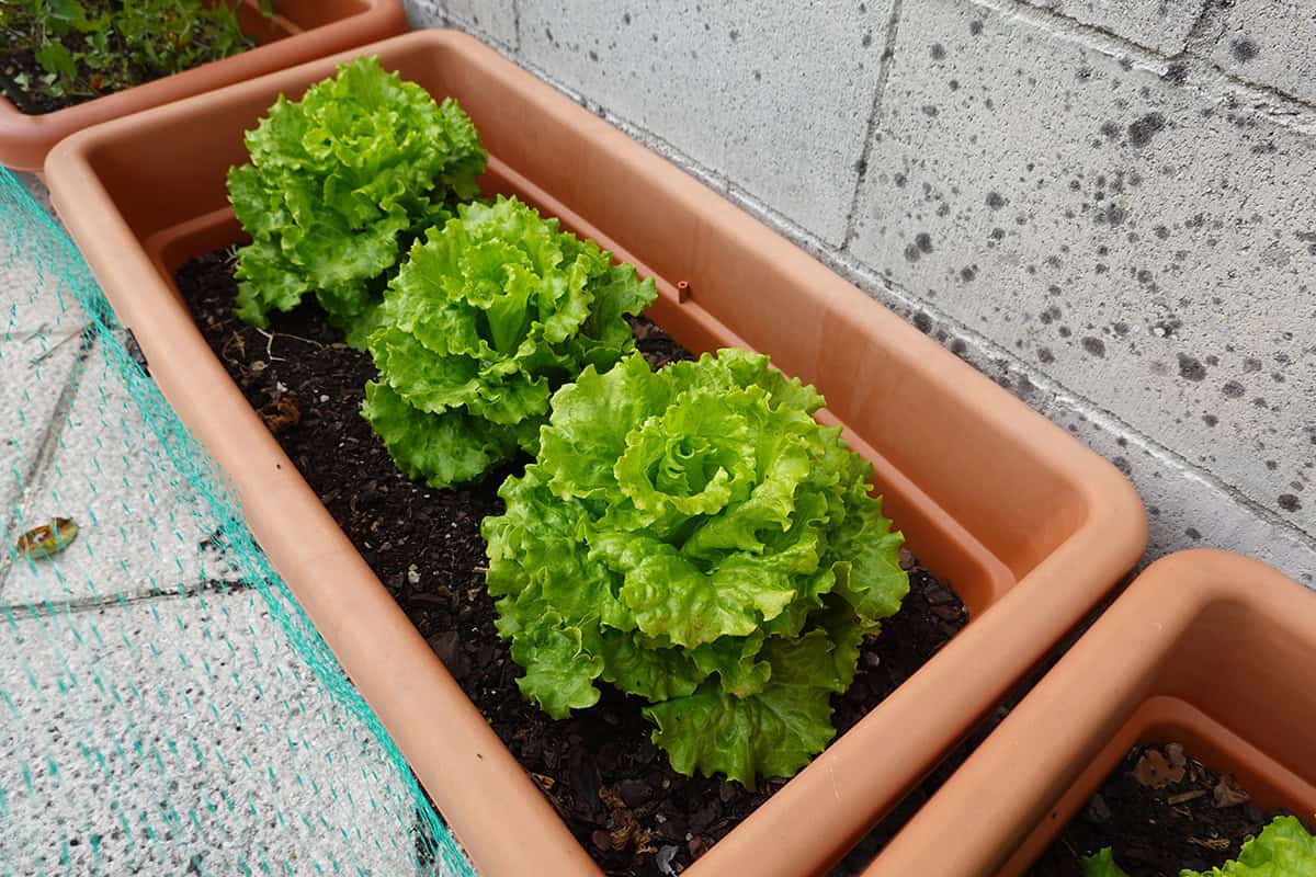 Feeding Lettuce