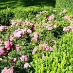 Flowering Ground Cover Plants