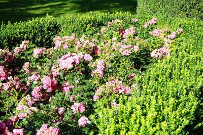 Flowering Ground Cover Plants