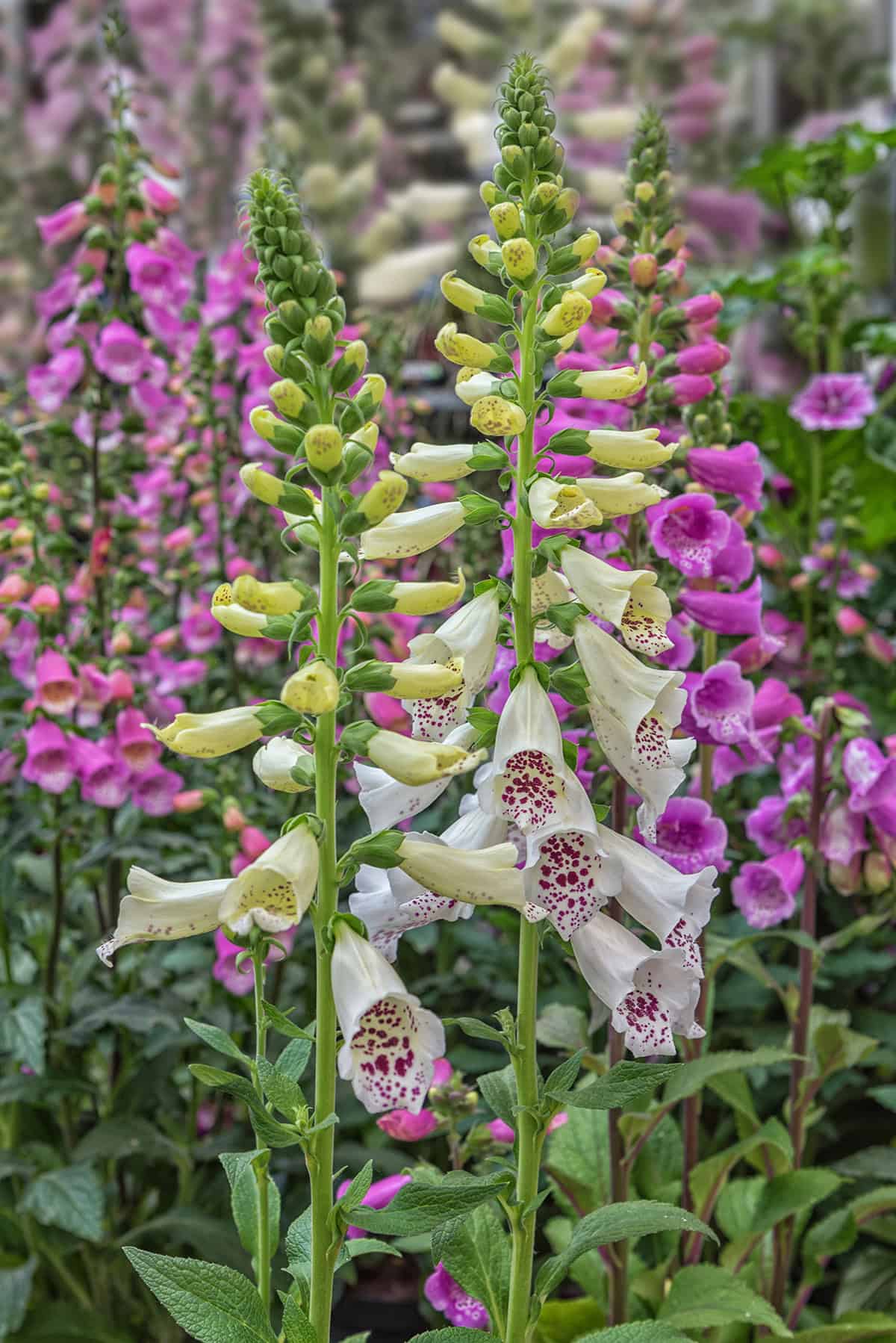 Foxglove