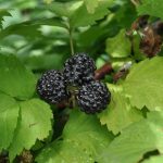Fruiting Plants That Grow Well in Shade