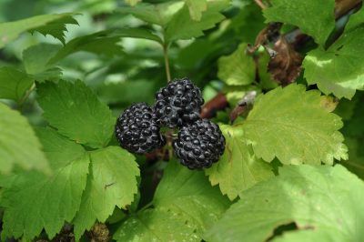 Fruiting Plants That Grow Well in Shade