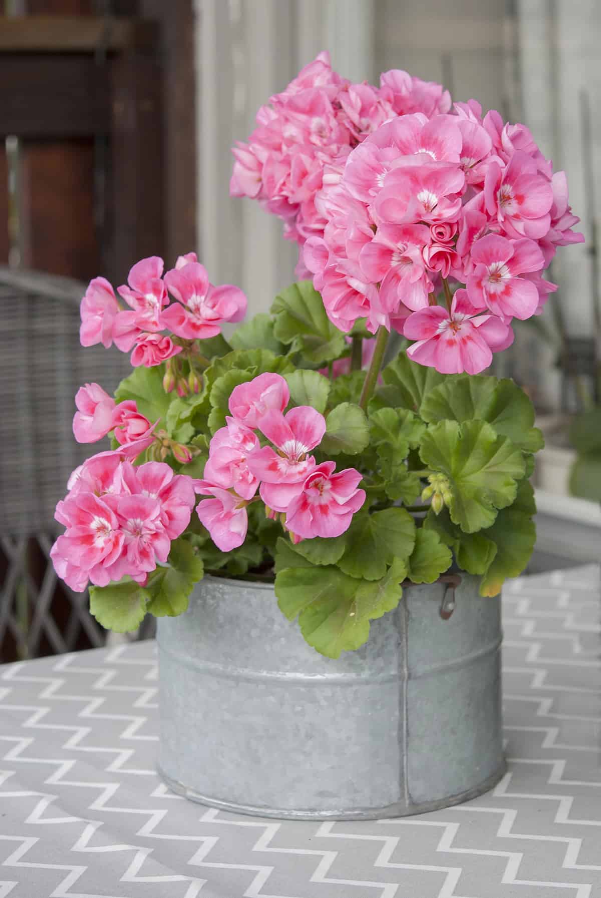 Geranium (Pelargonium)