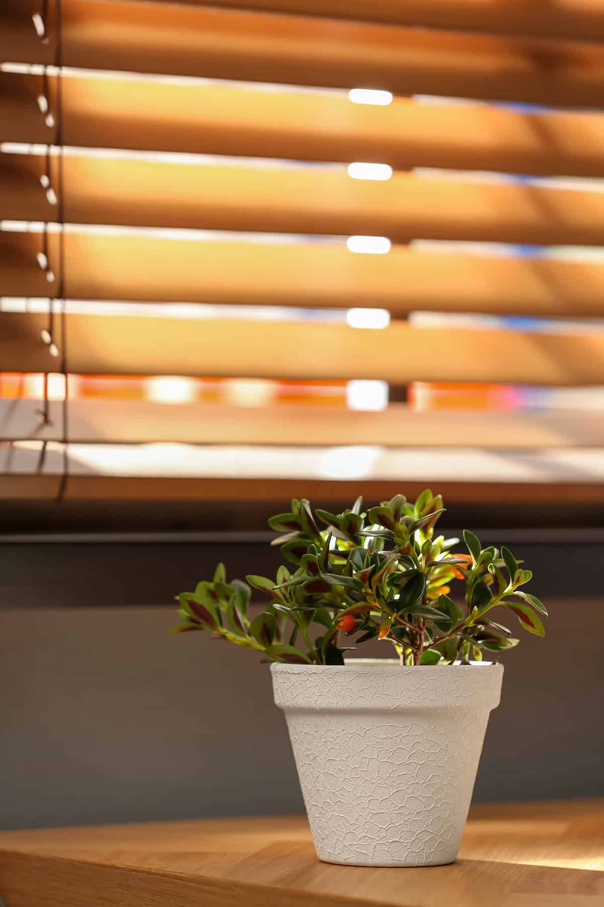 Goldfish Plant Nematanthus