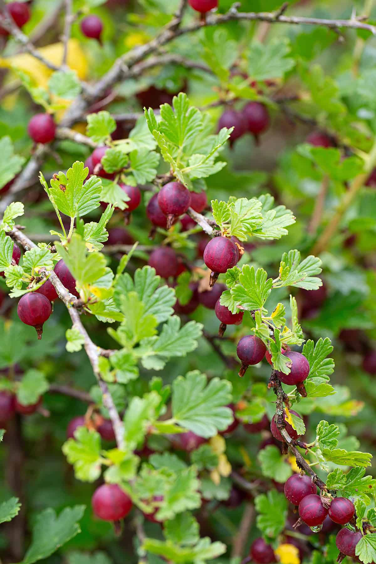 Gooseberries (Ribes uva crispa)