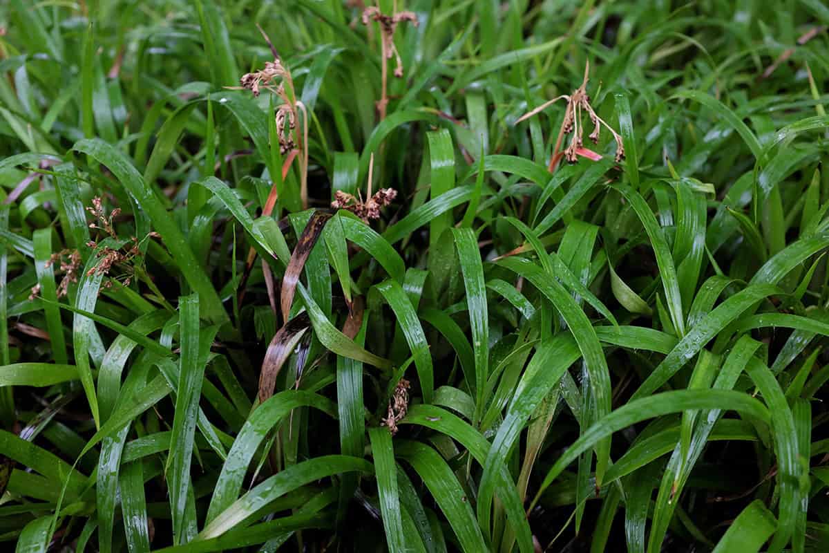 Greater Wood Rush (Luzula sylvatica)