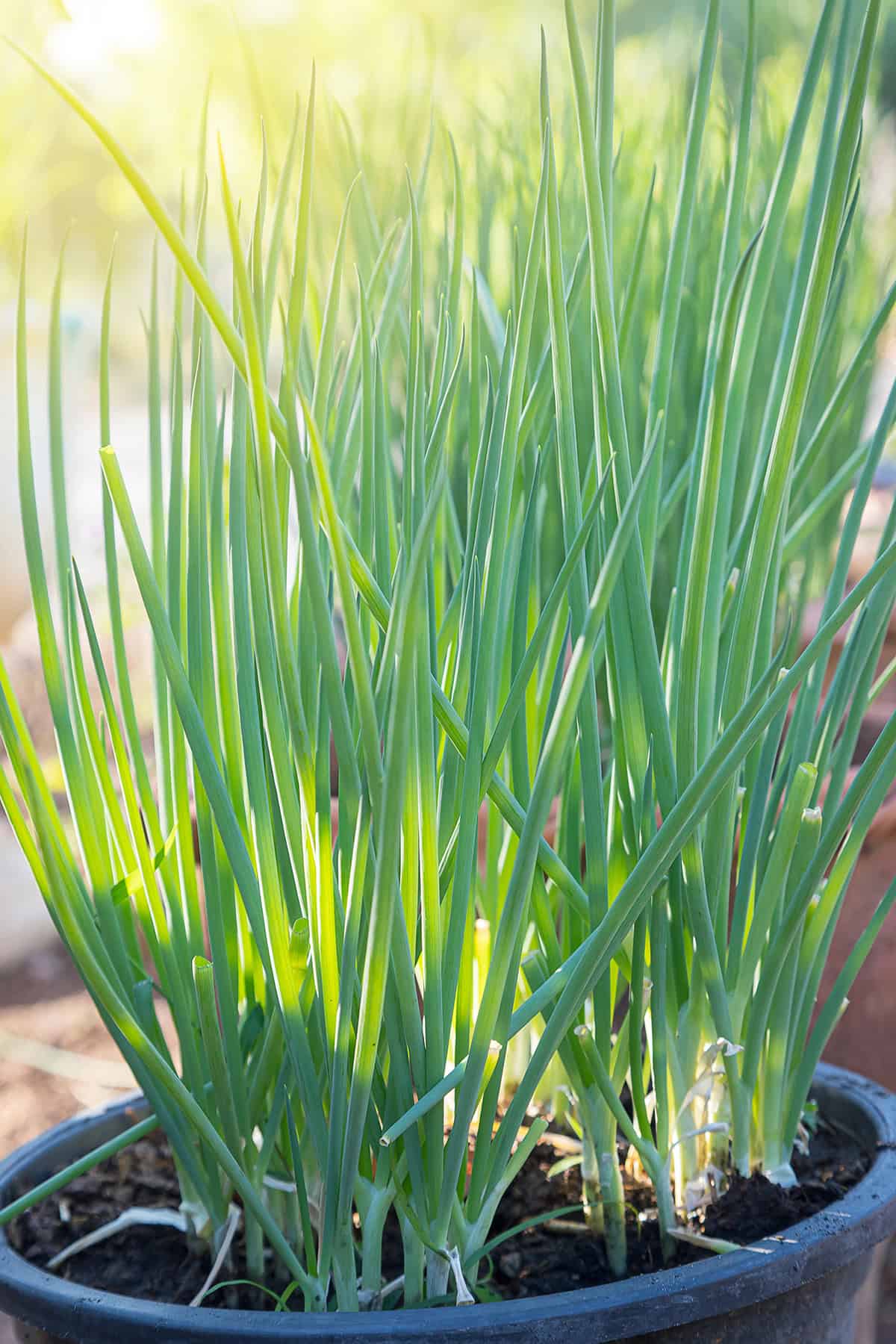 Green Onions (Scallions)