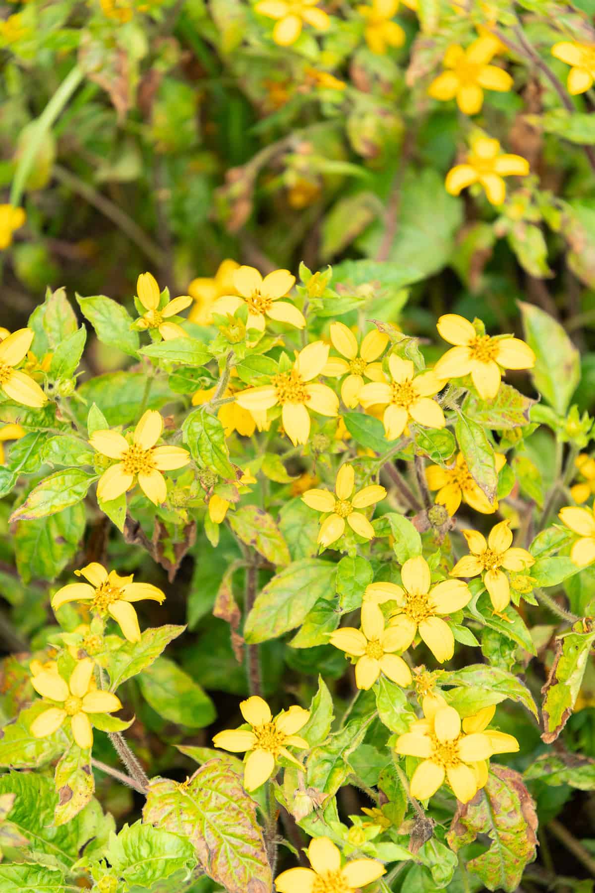 Green and Gold (Chrysogonum virginianum)