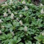 Ground Covers That Suppress Weeds