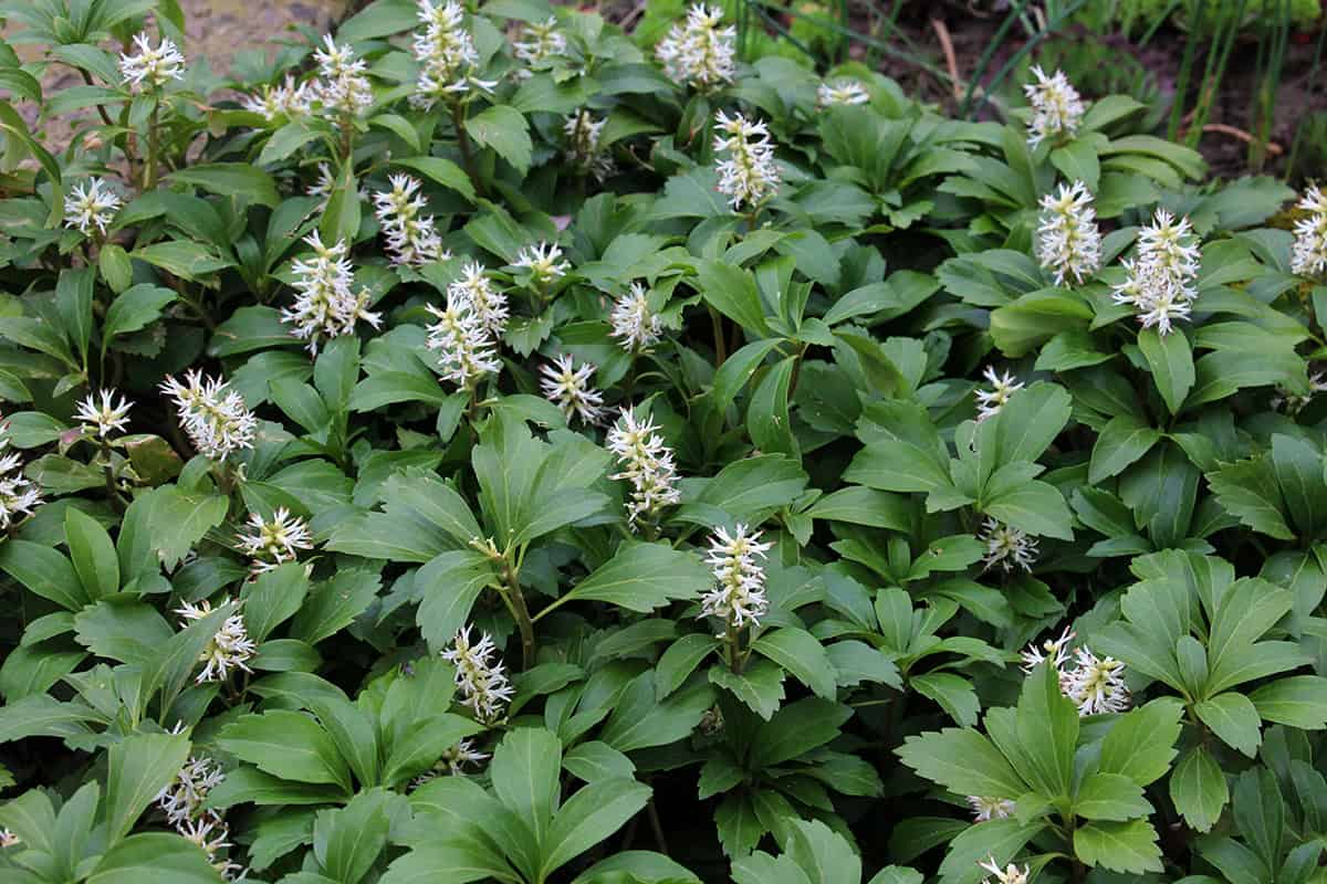 Ground Covers That Suppress Weeds