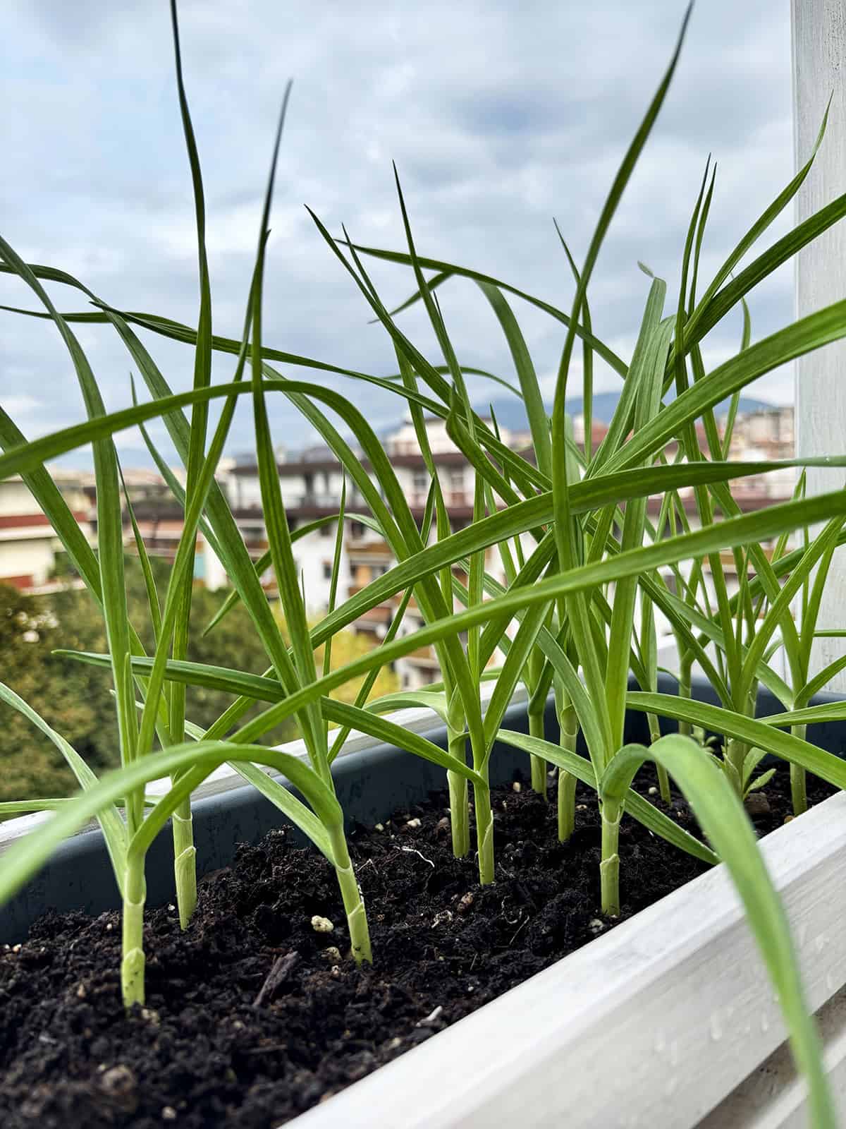 Growing Garlic in Containers