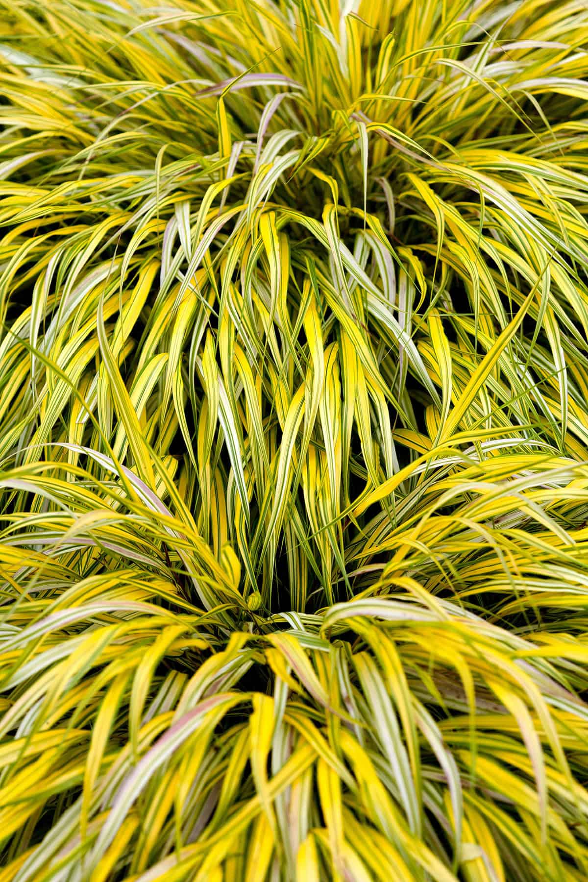 Hakonechloa macra ‘Aureola’