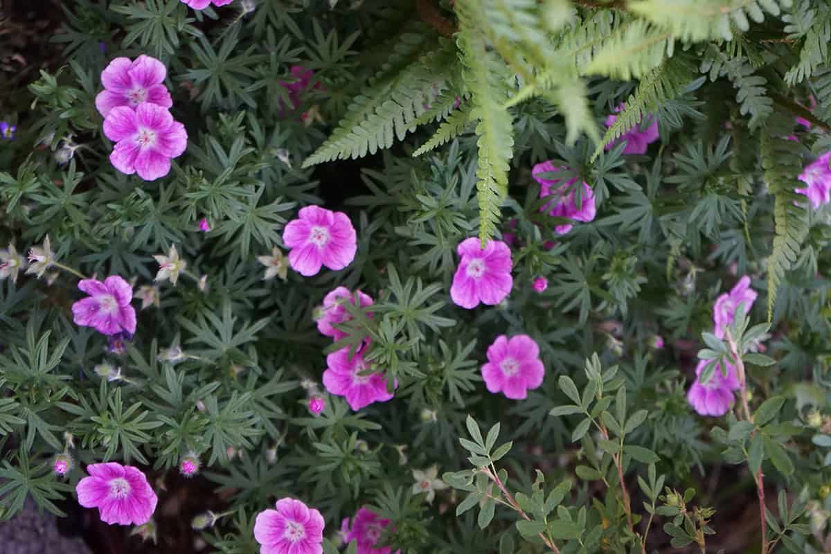 Hardy Geranium (Geranium sanguineum)