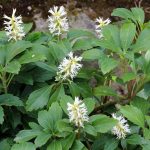 Hardy Ground Cover Plants That Tolerate Clay Soil