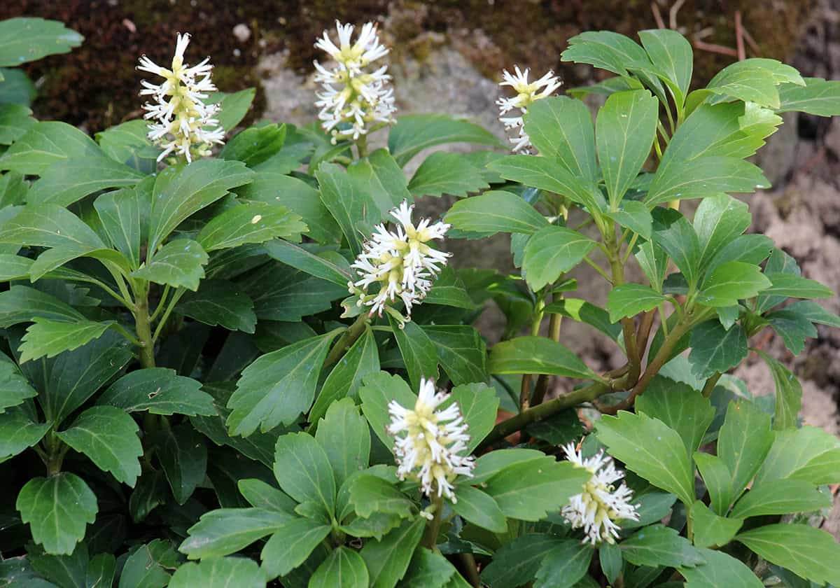 Hardy Ground Cover Plants That Tolerate Clay Soil