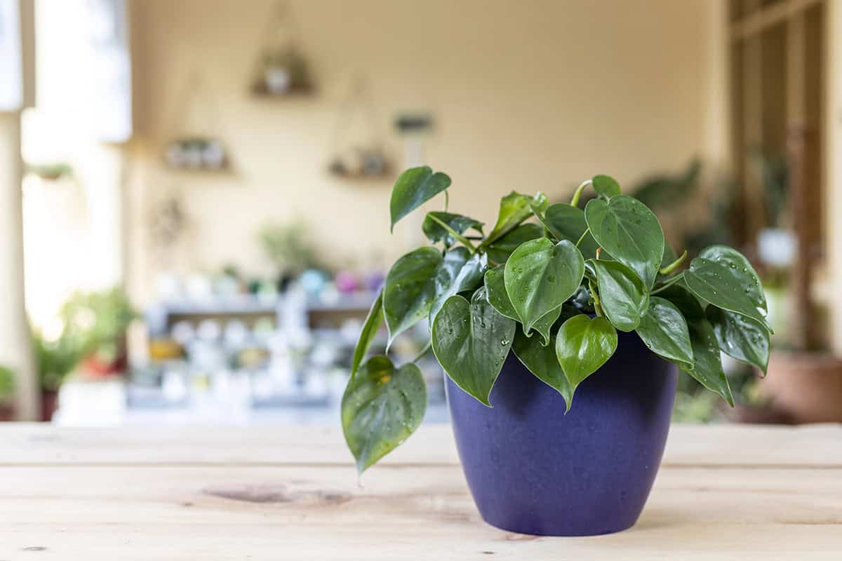 Heartleaf Philodendron Philodendron Hederaceum