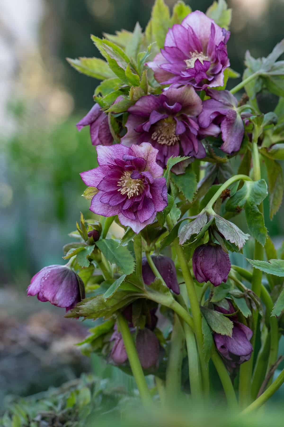 Hellebores (Lenten Rose)
