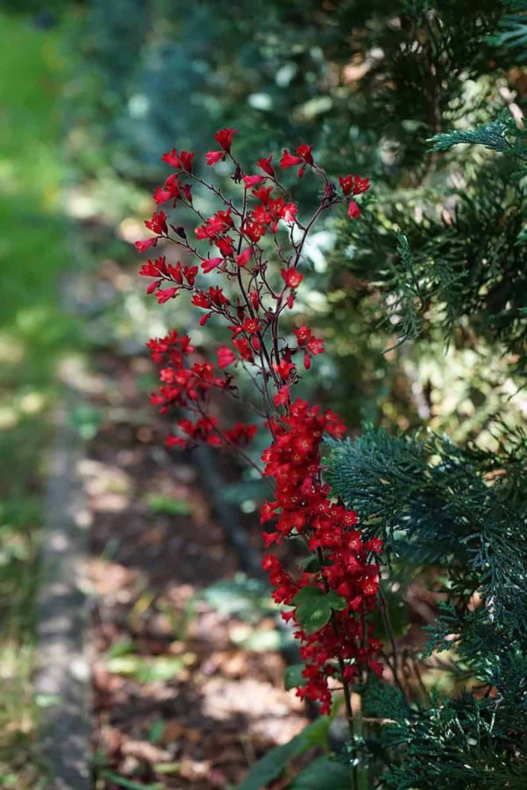 20 Best Plants That Grow Well Under Pine Trees - Plantglossary