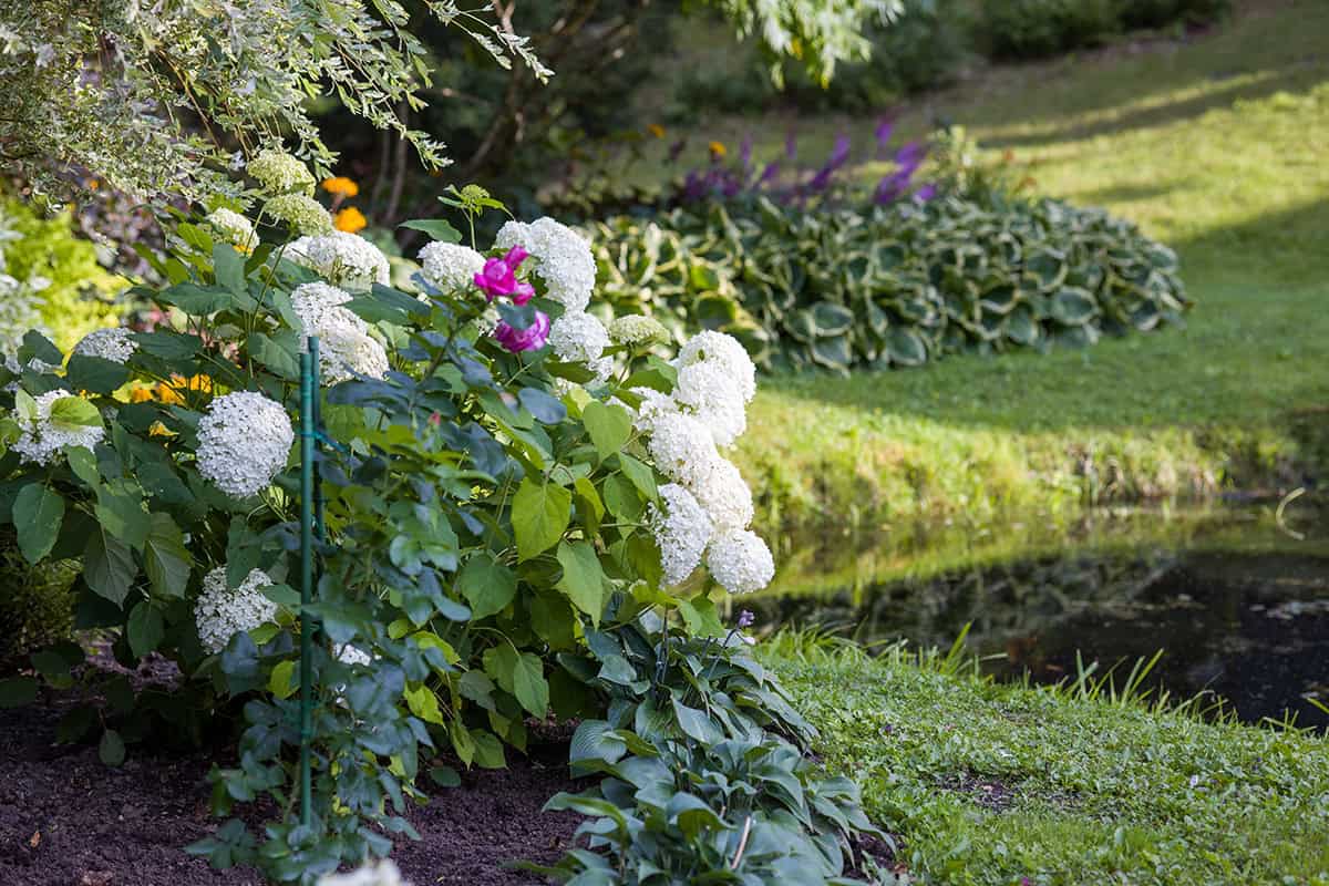 Hostos and Hydrangeas