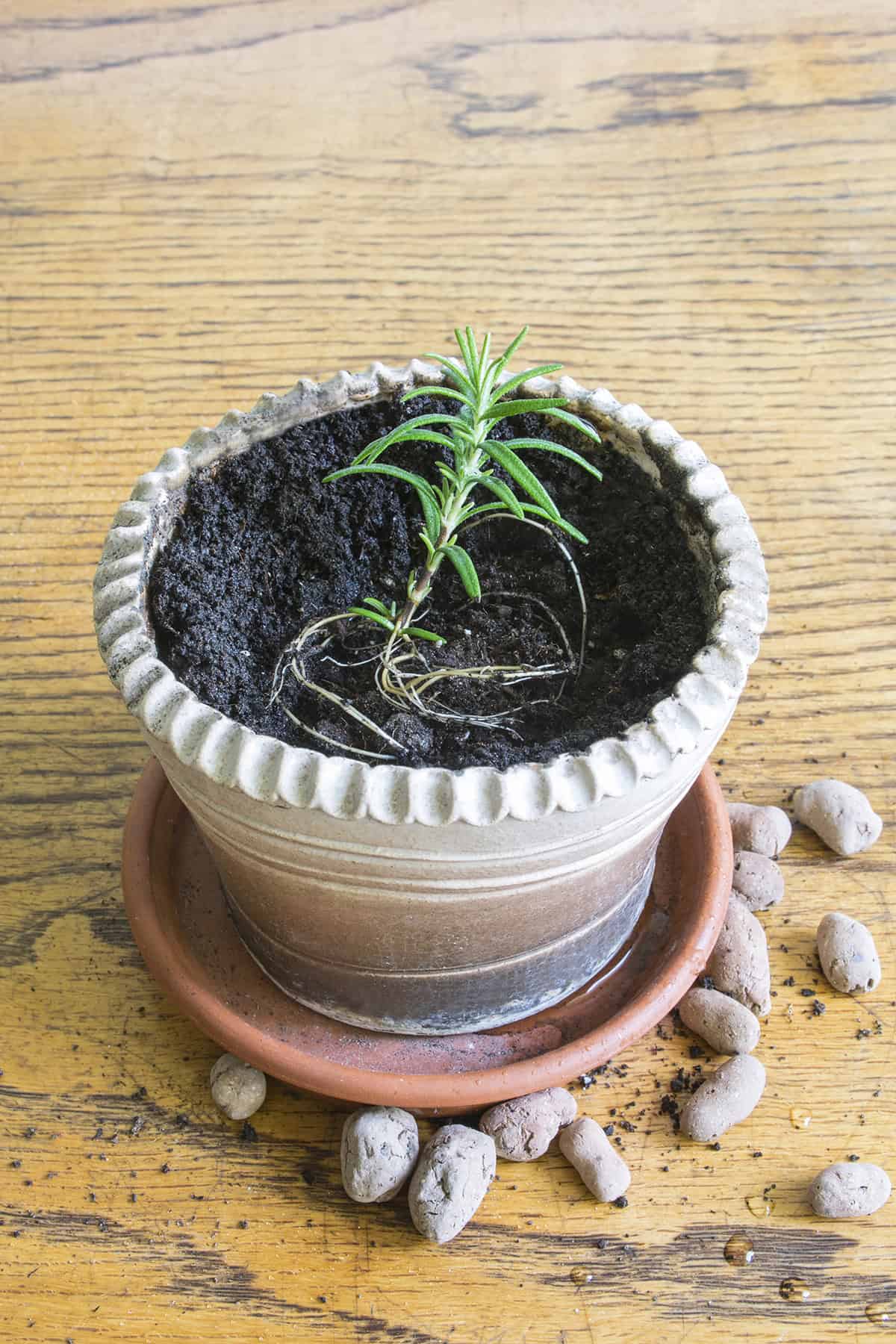 How To Care For New Rosemary Plants