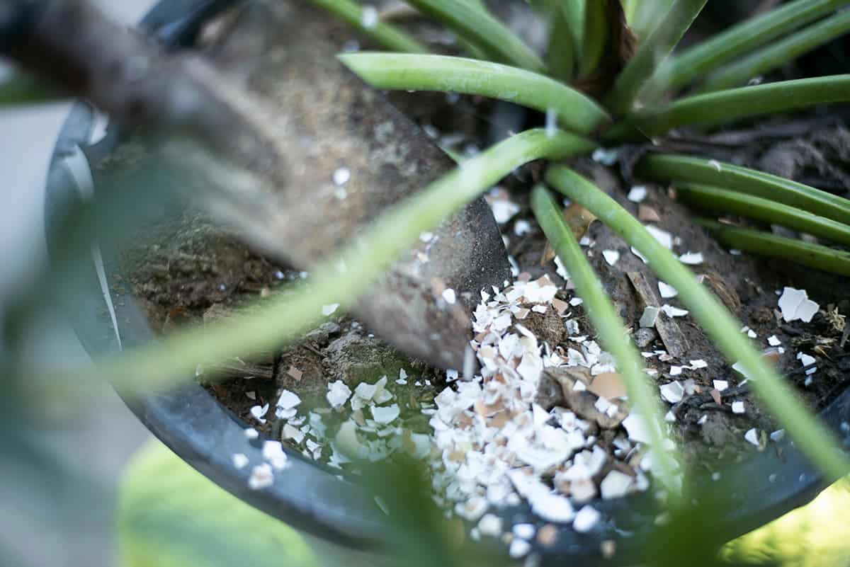 How To Use Eggshells For Houseplants