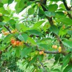 How to Grow Cherry Trees