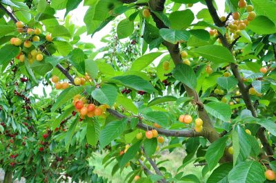 How to Grow Cherry Trees