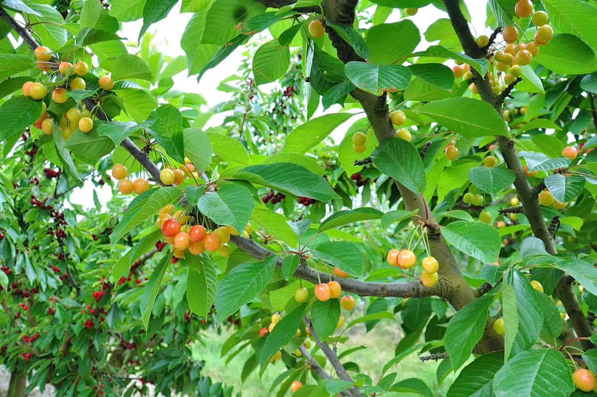 How to Grow Cherry Trees