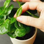 How to Grow Coffee Plants at Home